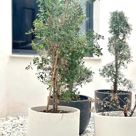 Gæstehus A-cero Living Alicante